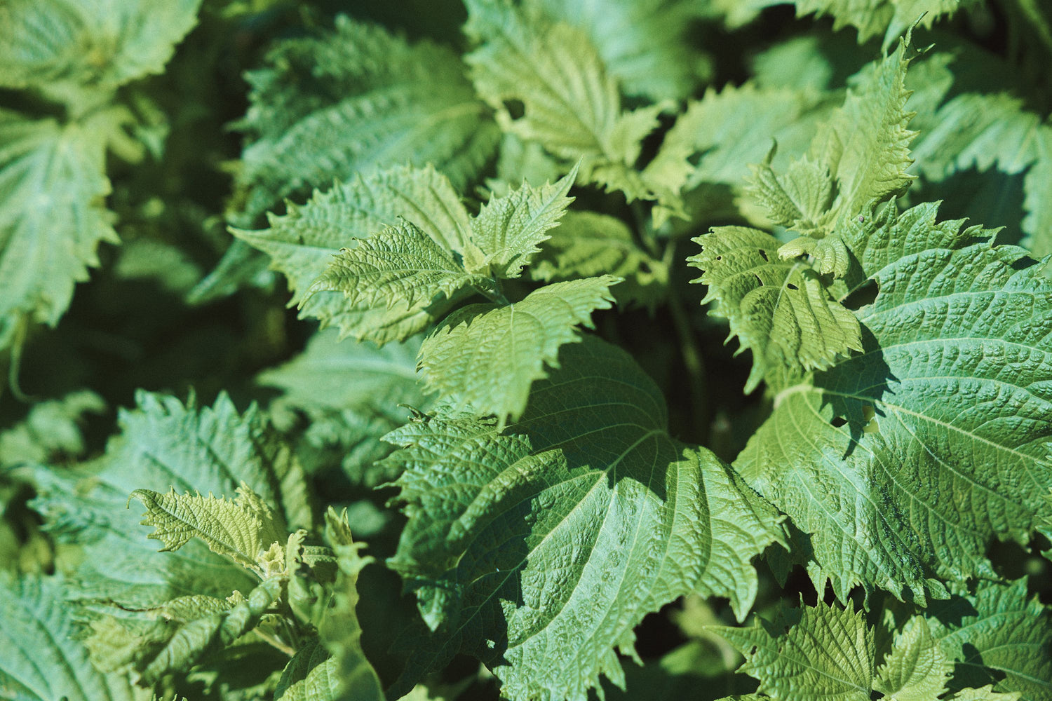 Green Shiso - Herb Seed