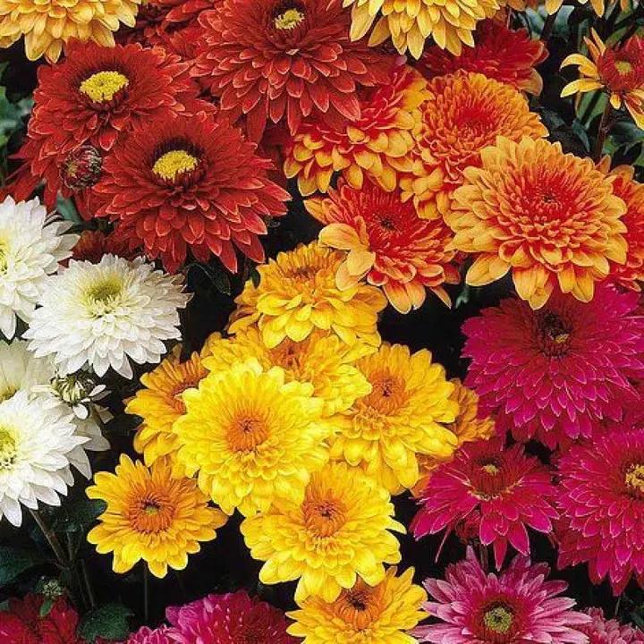 Organic Mixed Colors Chrysanthemum Flower Seeds for Planting – Heirloom, Non-GMO Dhara Seeds