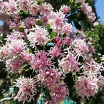 Dais Cotinifolia Flower Seeds for Planting, Heirloom, Non-GMO Dhara Seeds