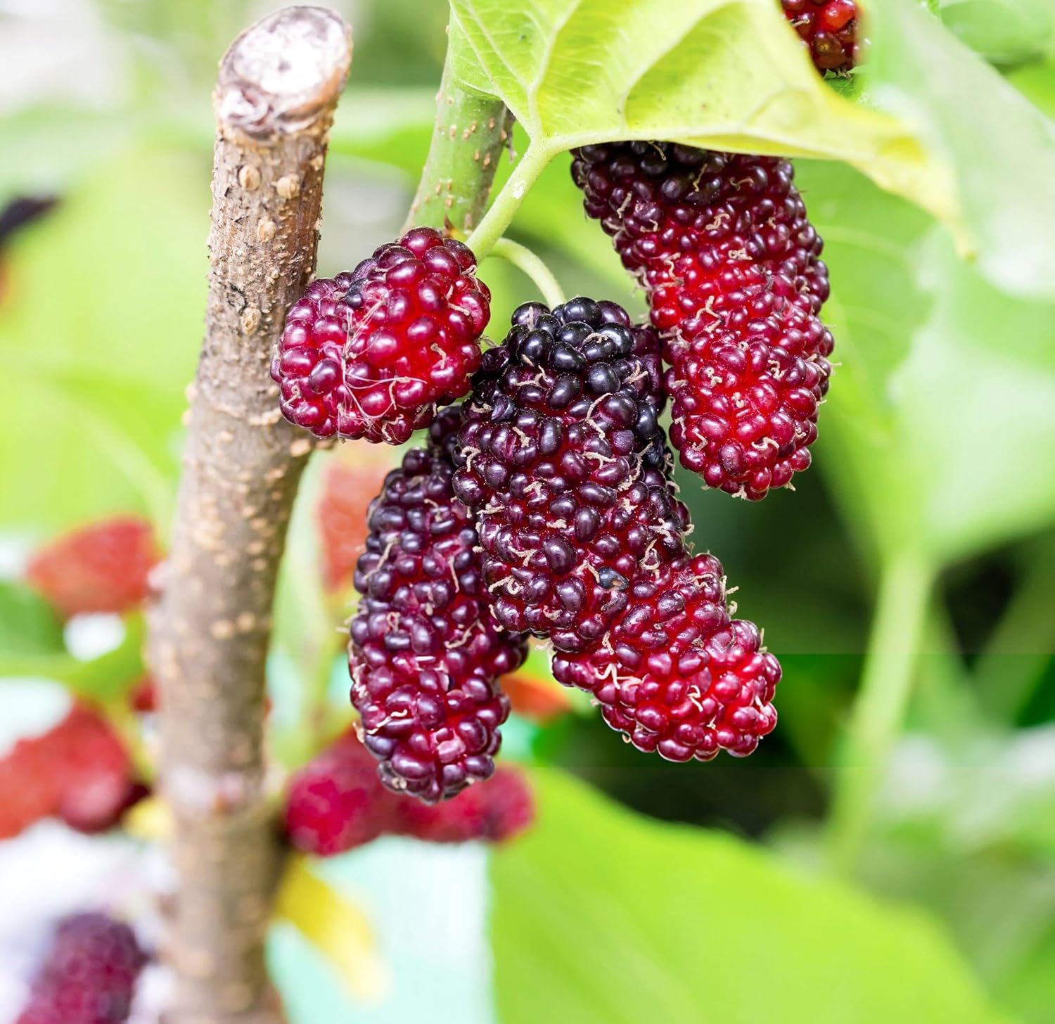 Mulberry Fruit Seeds - Perfect for Nutritious and Flavorful Homemade Treats