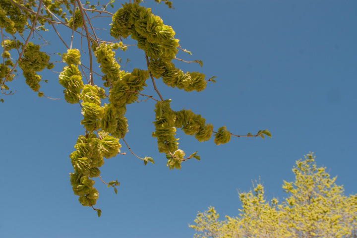 Dark Green Elm Plant Seeds for Planting - 100