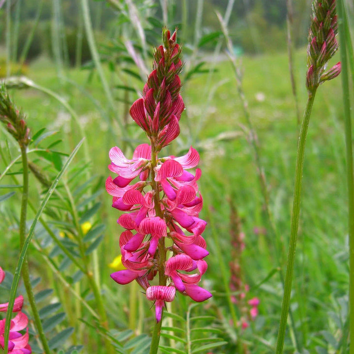 Heirloom Sainfoin Flower Seeds for Planting - 100