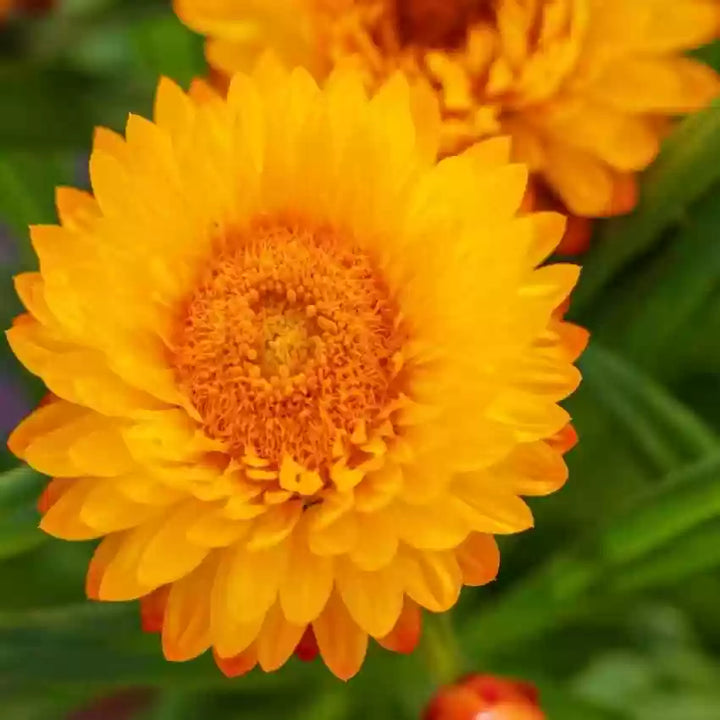Yellow Orange Straw Flower Seeds for Planting, 100