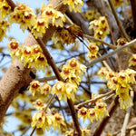 Red Chimonanthus Seeds for Planting - 100 Dhara Seeds