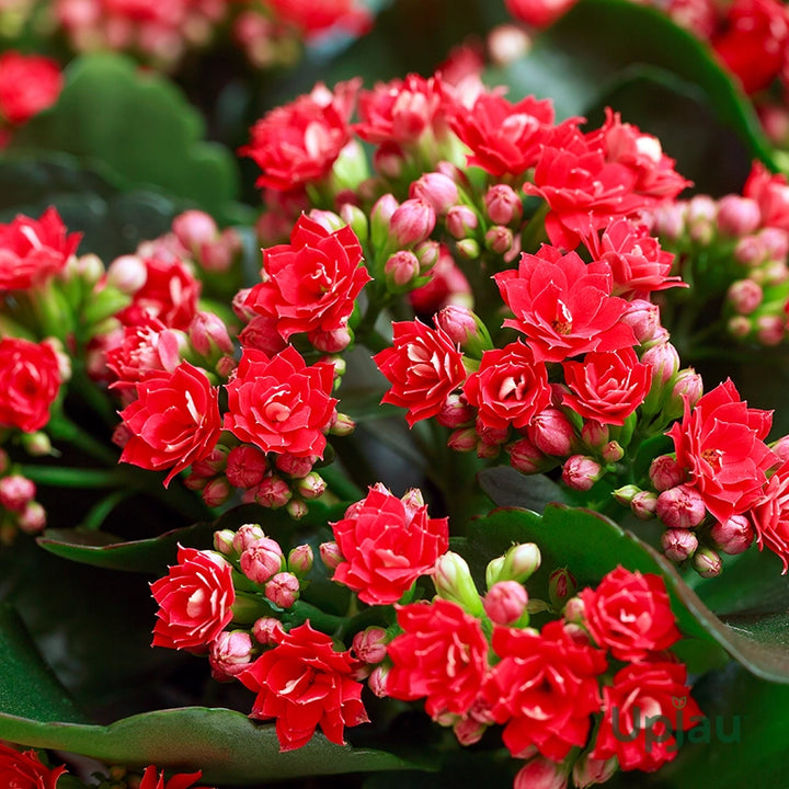 Kalanchoe Mixed Flower Seeds for Planting – Organic, Heirloom, Non-GMO Seeds