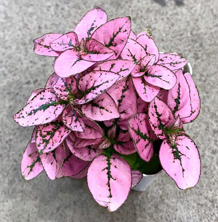Hypoestes Polka Plant Seeds Pink for Planting