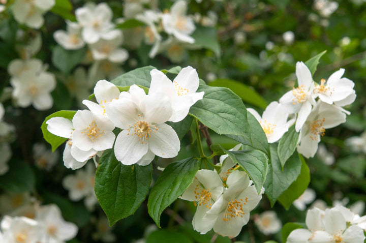 White Philadelphus Flower Seeds for Planting - 100