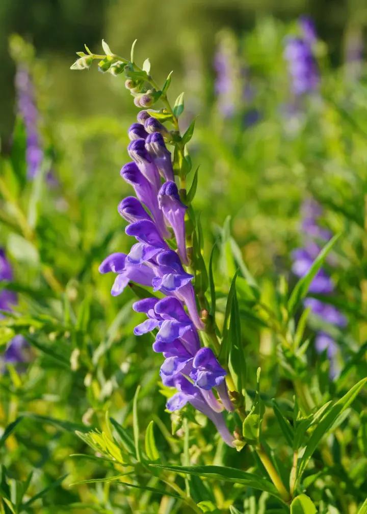 Blue Skullcap Flower Seeds – Heirloom, Non-GMO Seeds for Planting Medicinal Garden Herbs Dhara Seeds