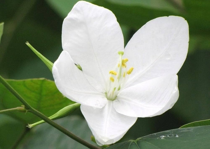 White Racemosa Flower Seeds for Planting - 100