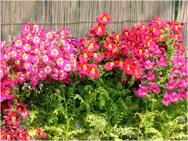 Heirloom Butterfly Orchids Mixed Flower Seeds – Non-GMO Exotic Garden Blooms for Planting