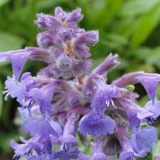 Nepeta Racemosa Flower Seeds for Planting - 100