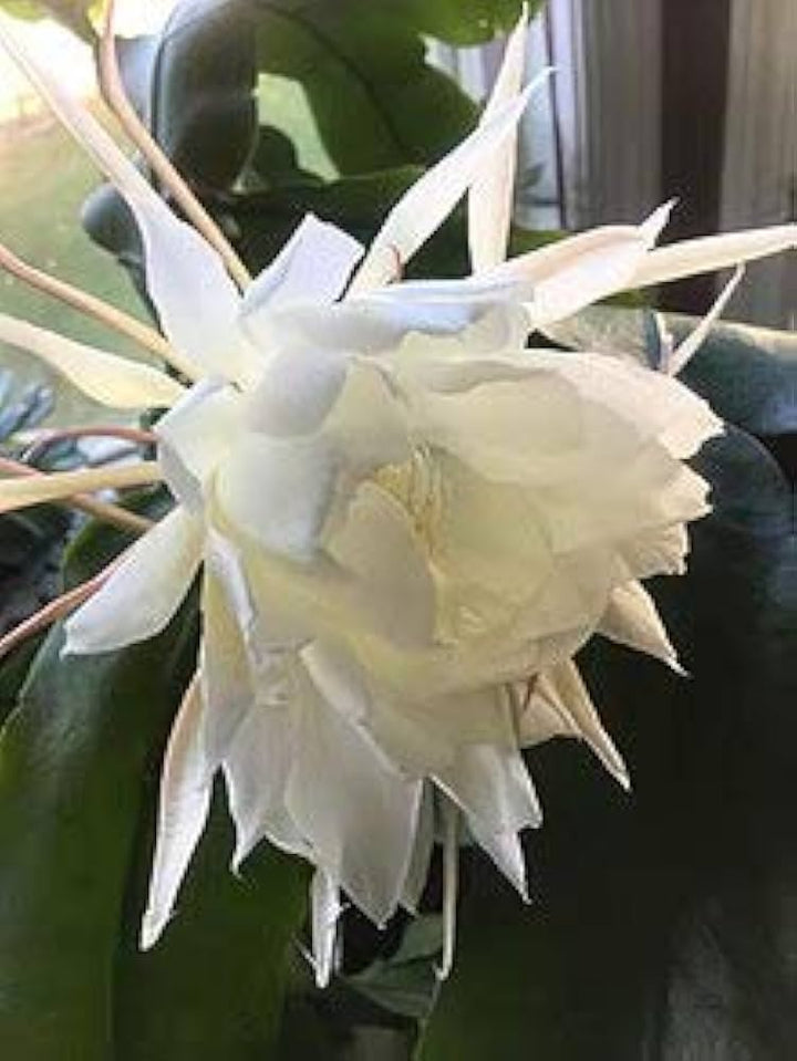 Epiphyllum Oxypetalum Flower Seeds for Planting - 100