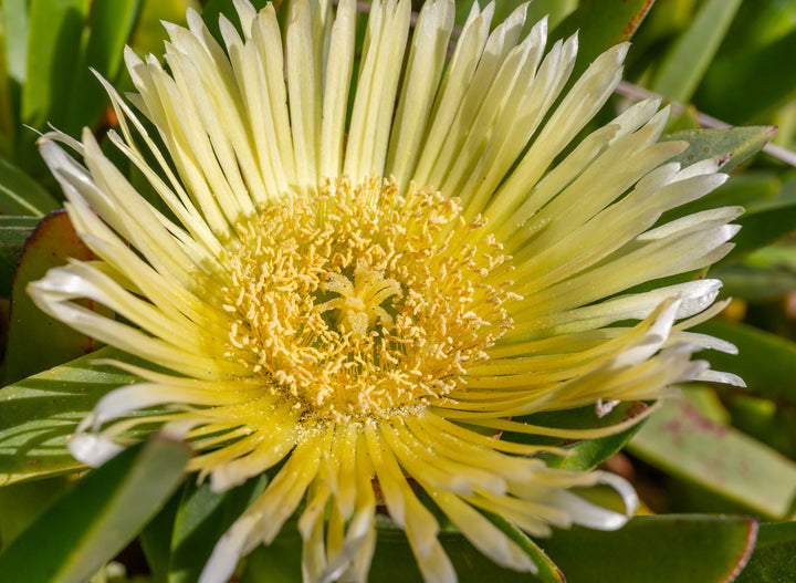 Carpobrotus Flower Seeds – Heirloom, Non-GMO, Drought-Tolerant Succulent Blooms for Garden Planting