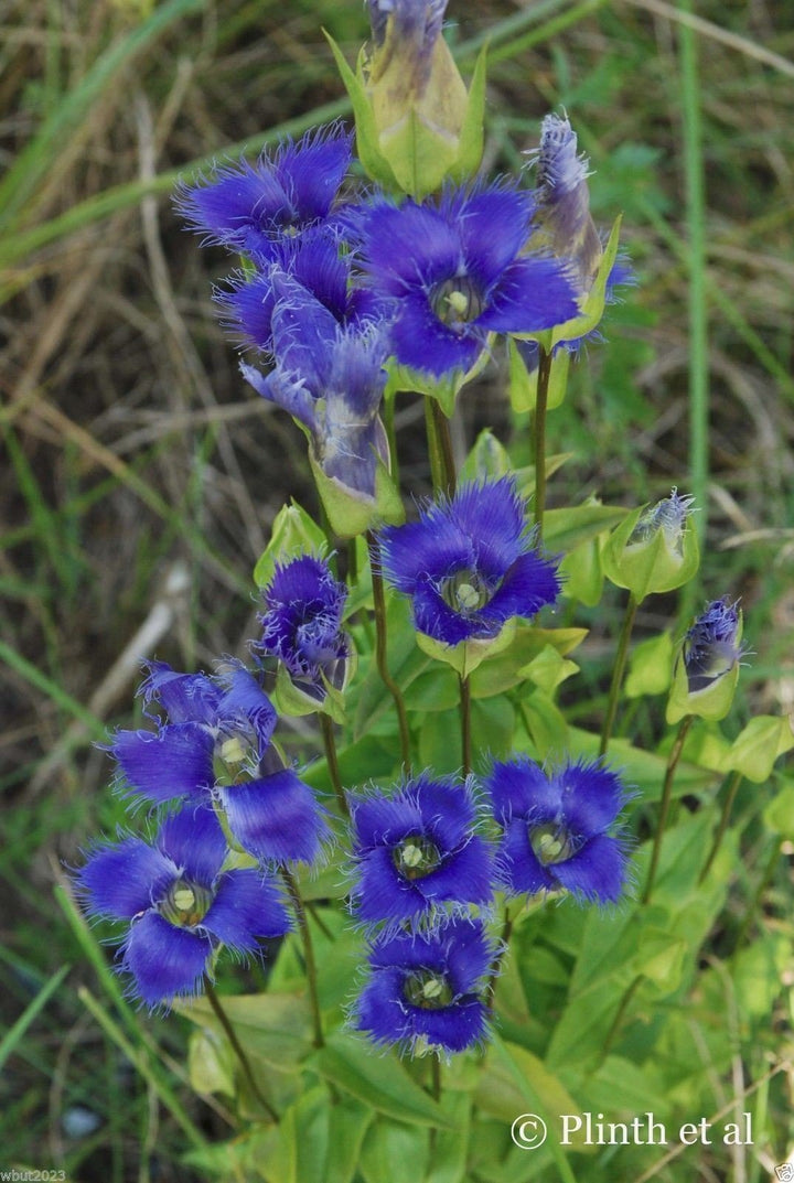 Heirloom Blue Gentian Fringed Flower Seeds for Planting, Non-GMO