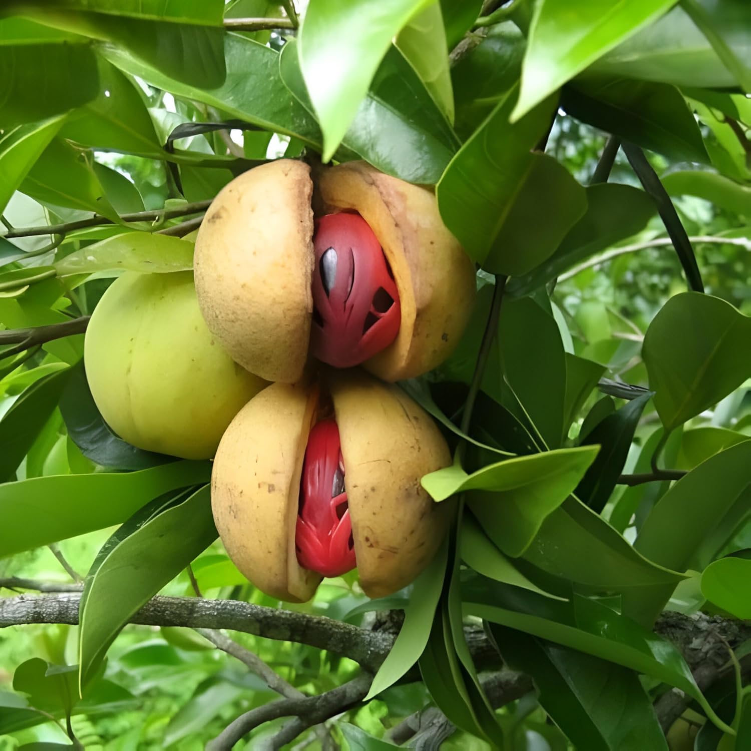 Nutmeg Myristica Seeds for Aromatic and Spicy Harvests