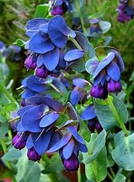 Blue Shrimp Flower Seeds for Planting, 100