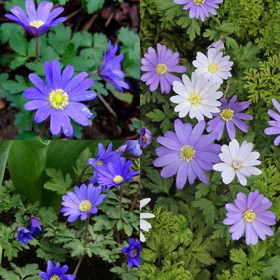 Anemone Blanda Flower Seeds for Planting - 100