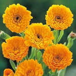 Yellow Flower Pot Seeds for Planting - NON GMO Seeds Dhara Seeds
