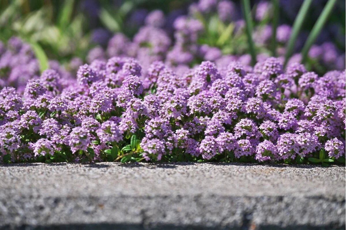 Creeping Thyme Seeds