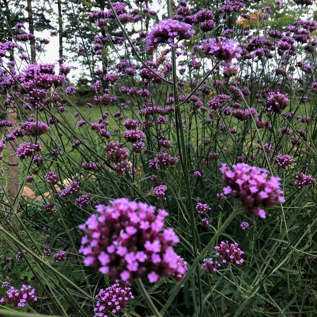 Verbena - Tall