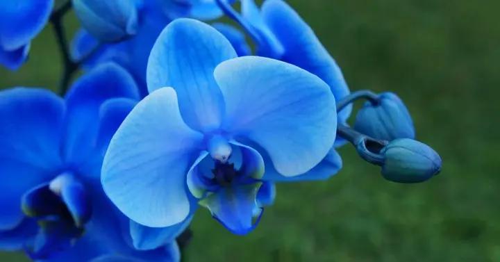 Heirloom Non-GMO Orchidee Flower Seeds for Planting – Exotic Elegant Orchid Garden Blooms Dhara Seeds