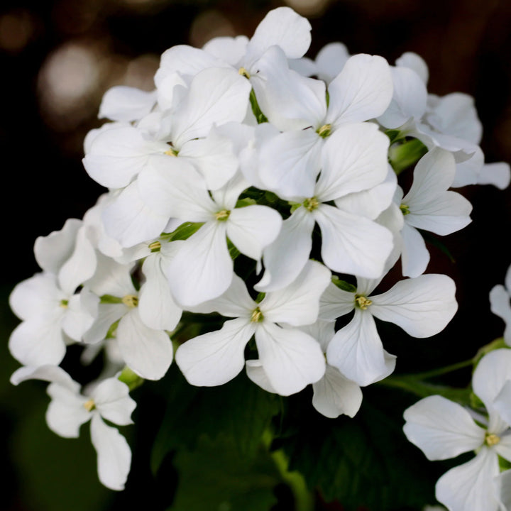 White Lunaria Flower Seeds for Planting - 100