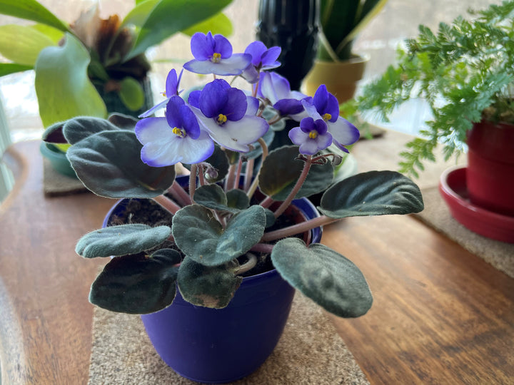 African Violet Sky Blue Flower Seeds for Planting - 100