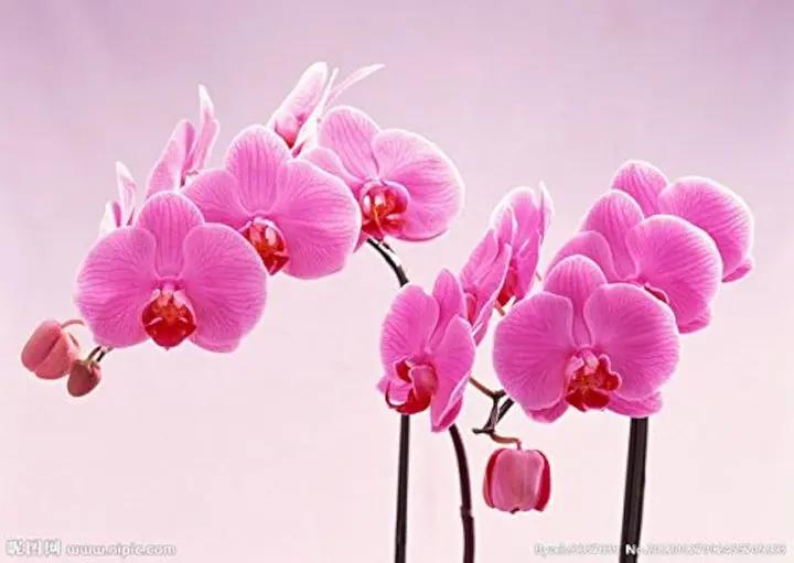 Baby Pink Orchid Seeds for Planting - NON GMO Seeds Dhara Seeds