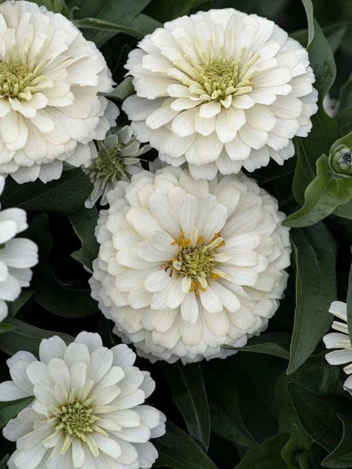 White Oklahoma Flower Seeds for Planting, 100