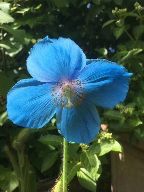 Fresh Meconopsis Flower Seeds for Planting - 100