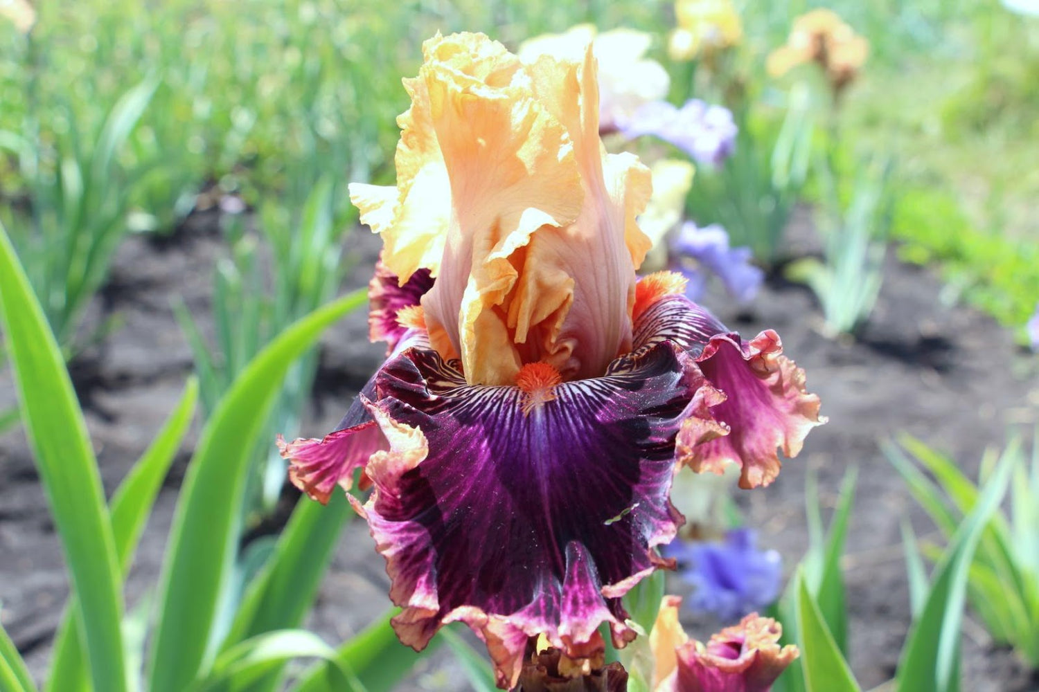 Bearded Iris - Rasputin