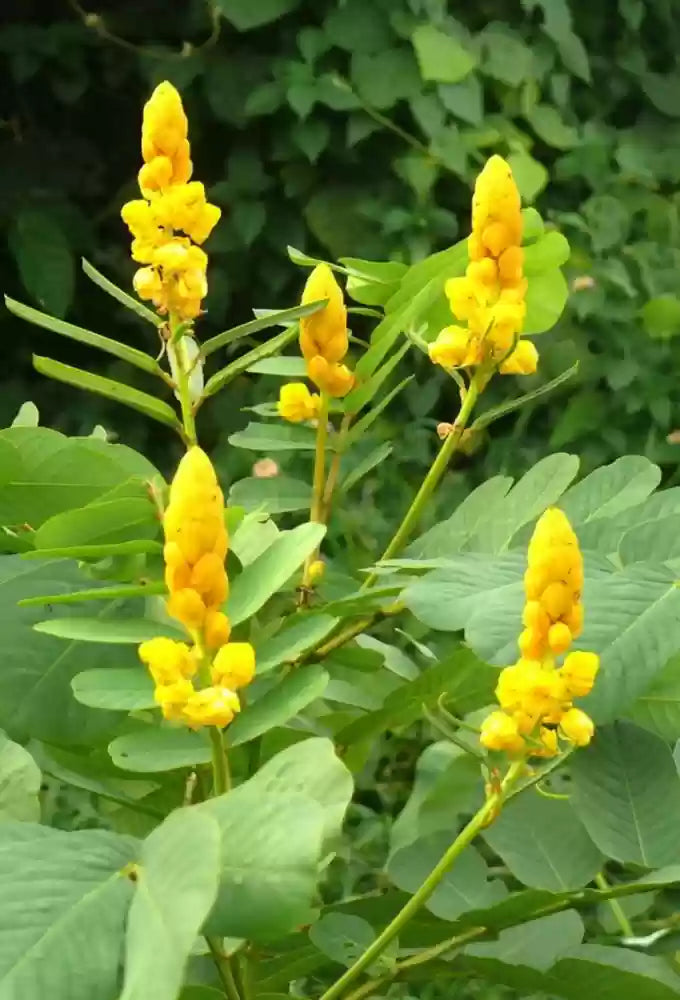Yellow Candlestick Flower Seeds for Planting - 100
