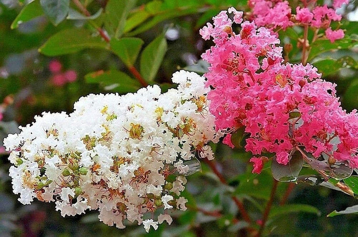 Mixed Crepe Myrtle Flower Seeds for Planting - 100