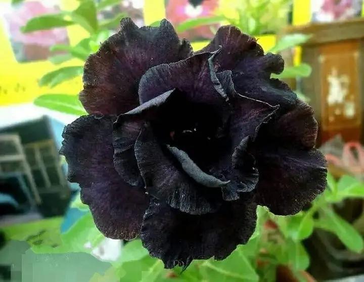 Heirloom Black Adenium Flower Seeds – Non-GMO Unique Desert Blooms for Garden Planting Dhara Seeds