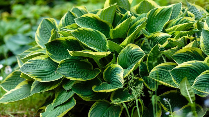 Heirloom Non-GMO Green Hosta Plant Seeds for Planting