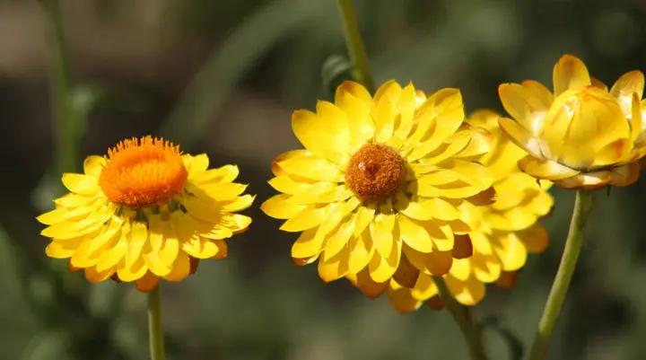 Yellow Strawflower Seeds for Planting - NON GMO Seeds Dhara Seeds