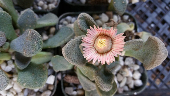 Titanopsis Fulleri Plant Seeds for Planting - 100