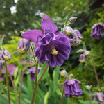 Aquilegia Flower Seeds Purple for Planting NON GMO Seeds Dhara Seeds