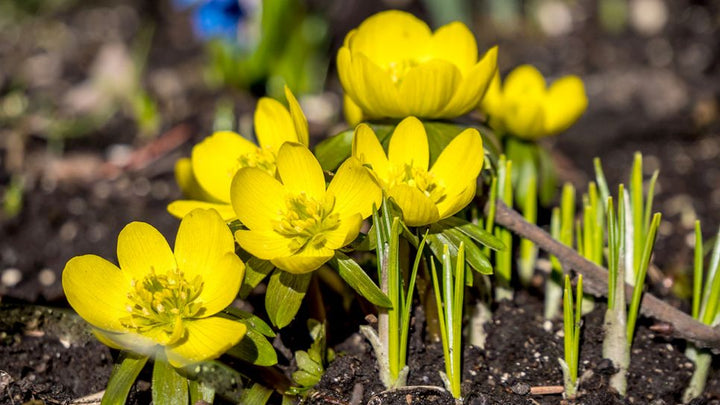 Fresh Winterling Flower Seeds for Planting - 100