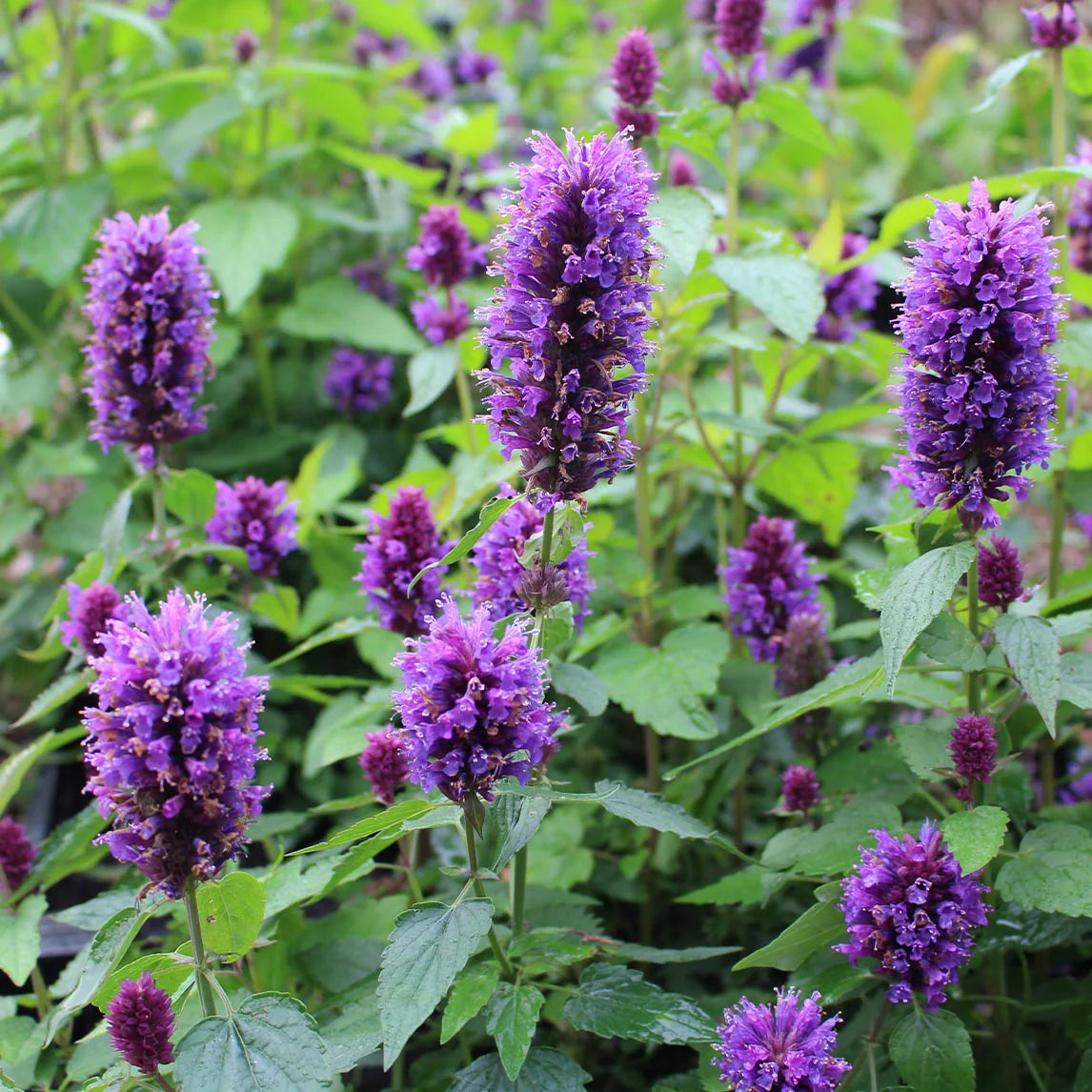 Agastache Blue Boa