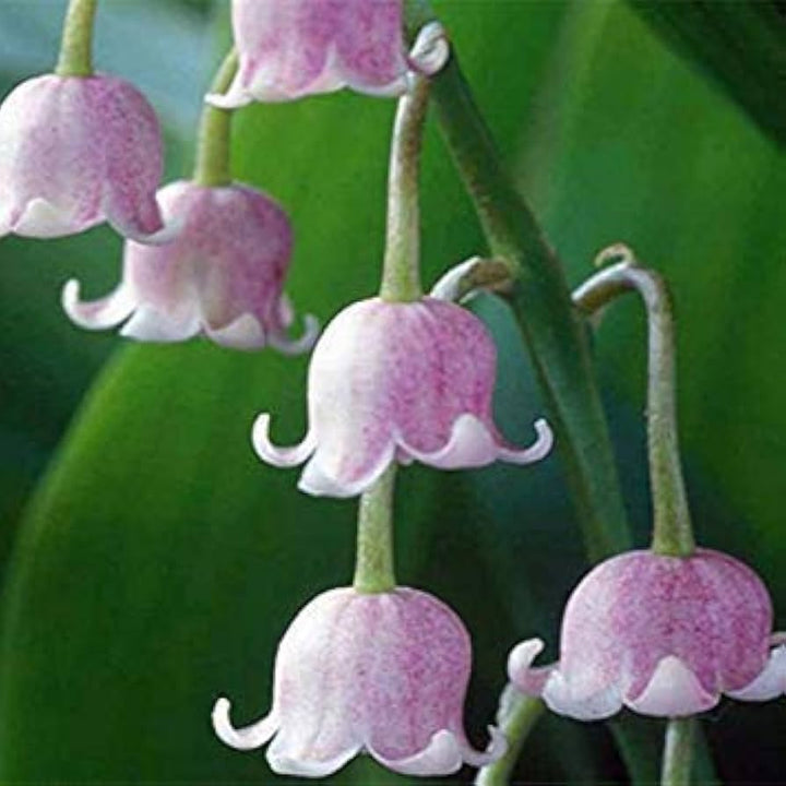 Purple Bell Orchid Flower Seeds for Planting