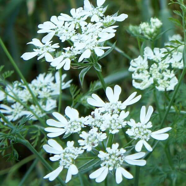 Orlaya Flower Seeds for Planting - 100