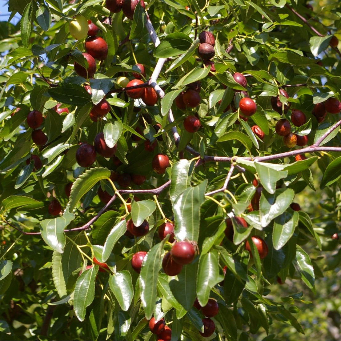 Sherwood Jujube Fruit Seeds for Planting - Growing Sweet and Nutritious Jujube Fruits for your Backyard