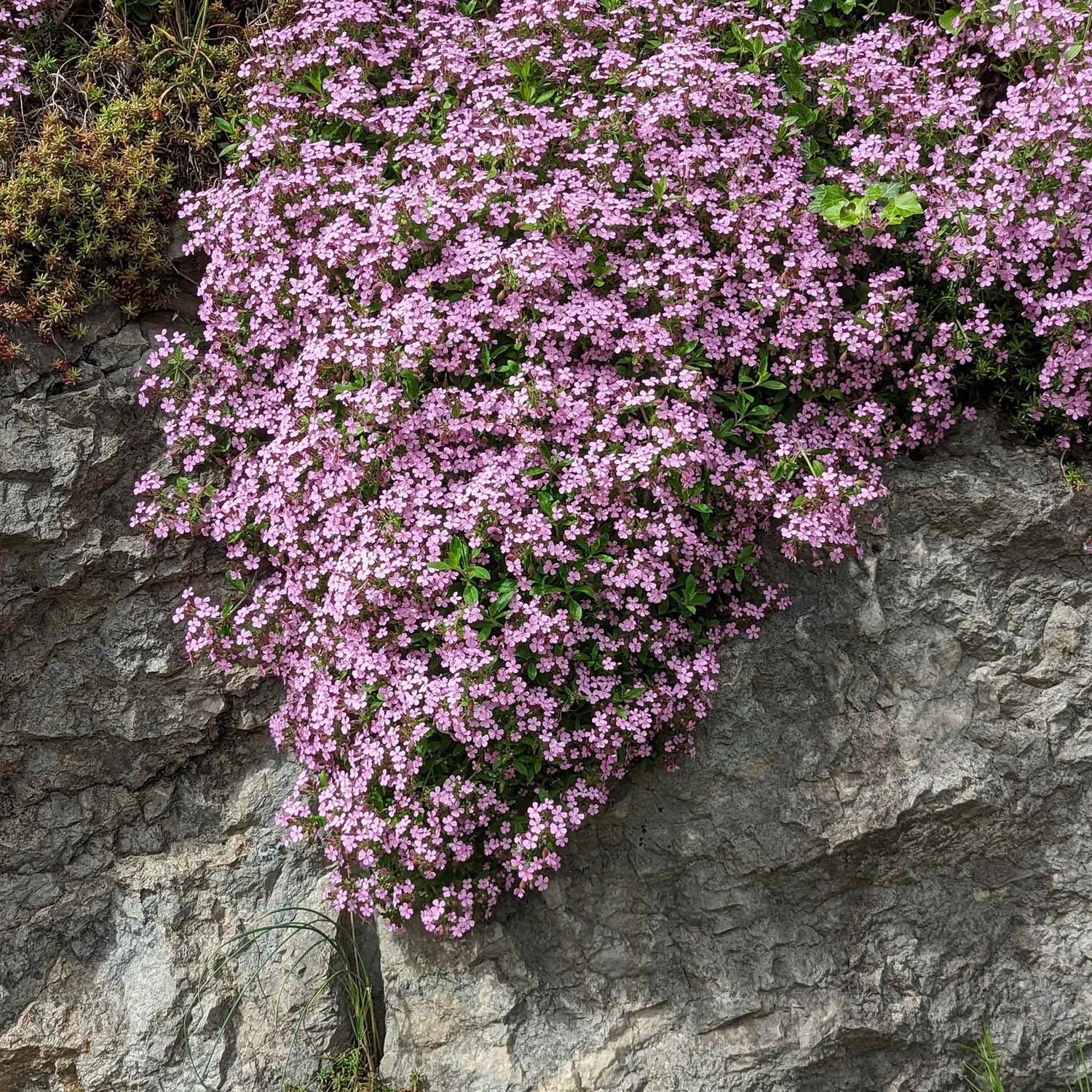 Bulk Soapwort Seeds - Rock Soapwort