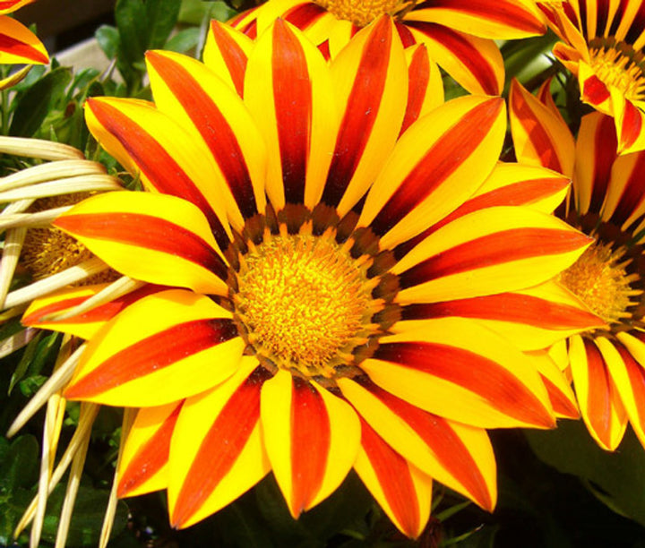 Yellow & Red Gazania Rigens Heirloom Non-GMO Seeds for Planting
