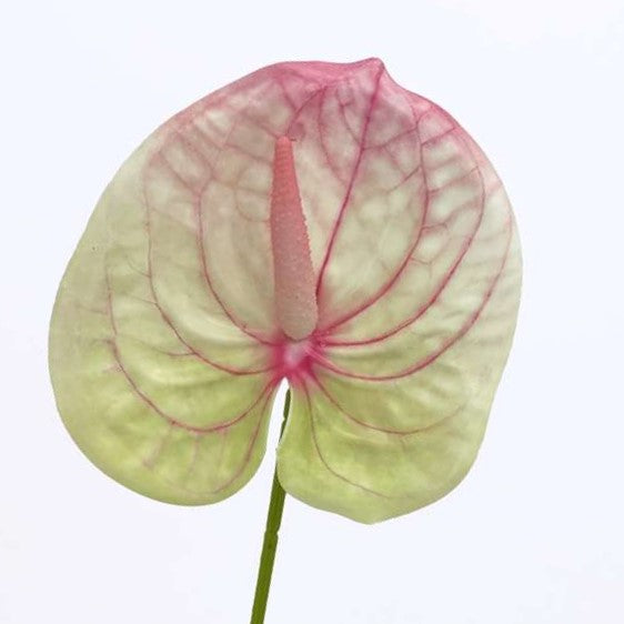Heirloom Non-GMO Anthurium Flower Seeds for Planting – Cream Pink Tropical Blooms