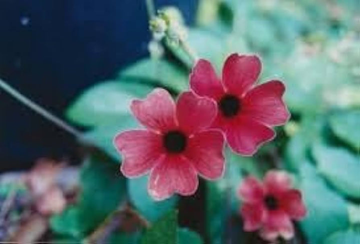 Alata Flower Seeds for Planting, 100