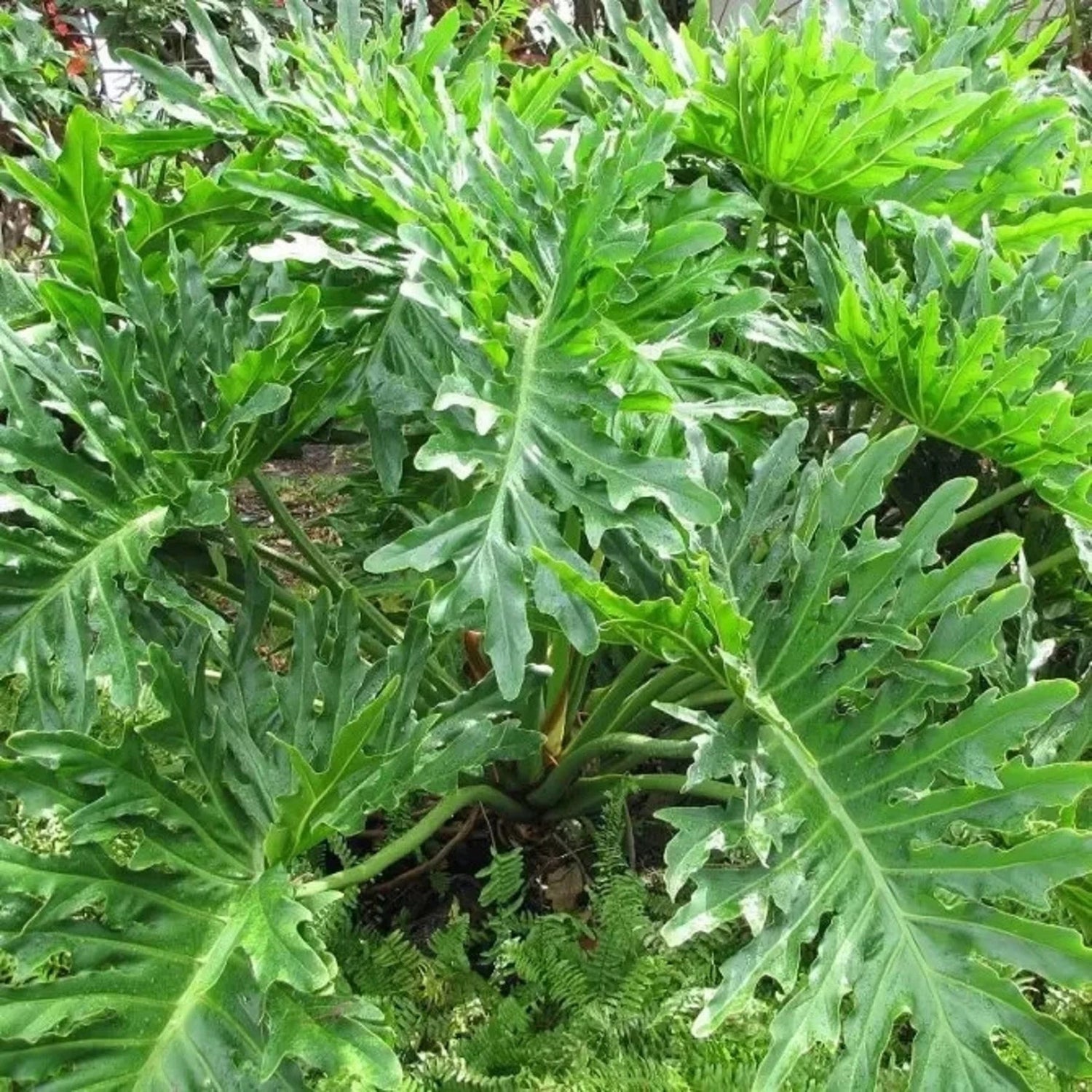Green Philodendron Selloum Seeds for Planting - Heirloom & Non-GMO Seeds for planting