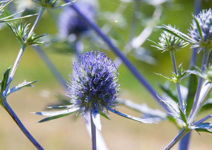 Eryngium Plant Seeds for Planting, 100
