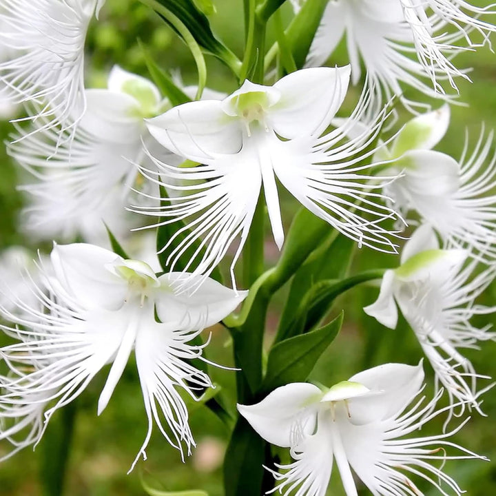 White Egret Orchid Seeds for Planting | Organic, Heirloom, Non-GMO Flower Seeds